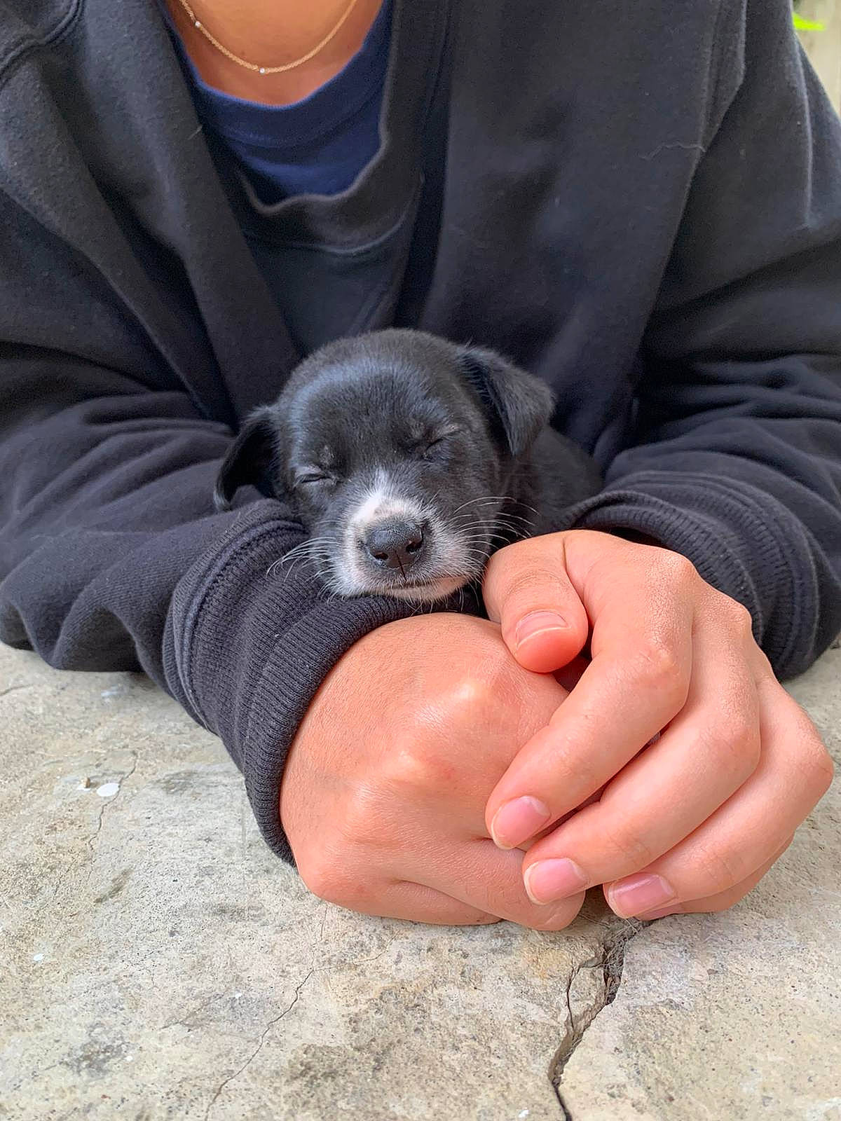 Kaia is registered to the contest to win money with this photo: canidae, carnivore, claw, clothing, comfort, companion_dog, denim, dog, dog_breed, finger, foot, fur, nail, paw, sitting, sleeve, snout, sporting_group, terrestrial_animal, wildlife_biologist