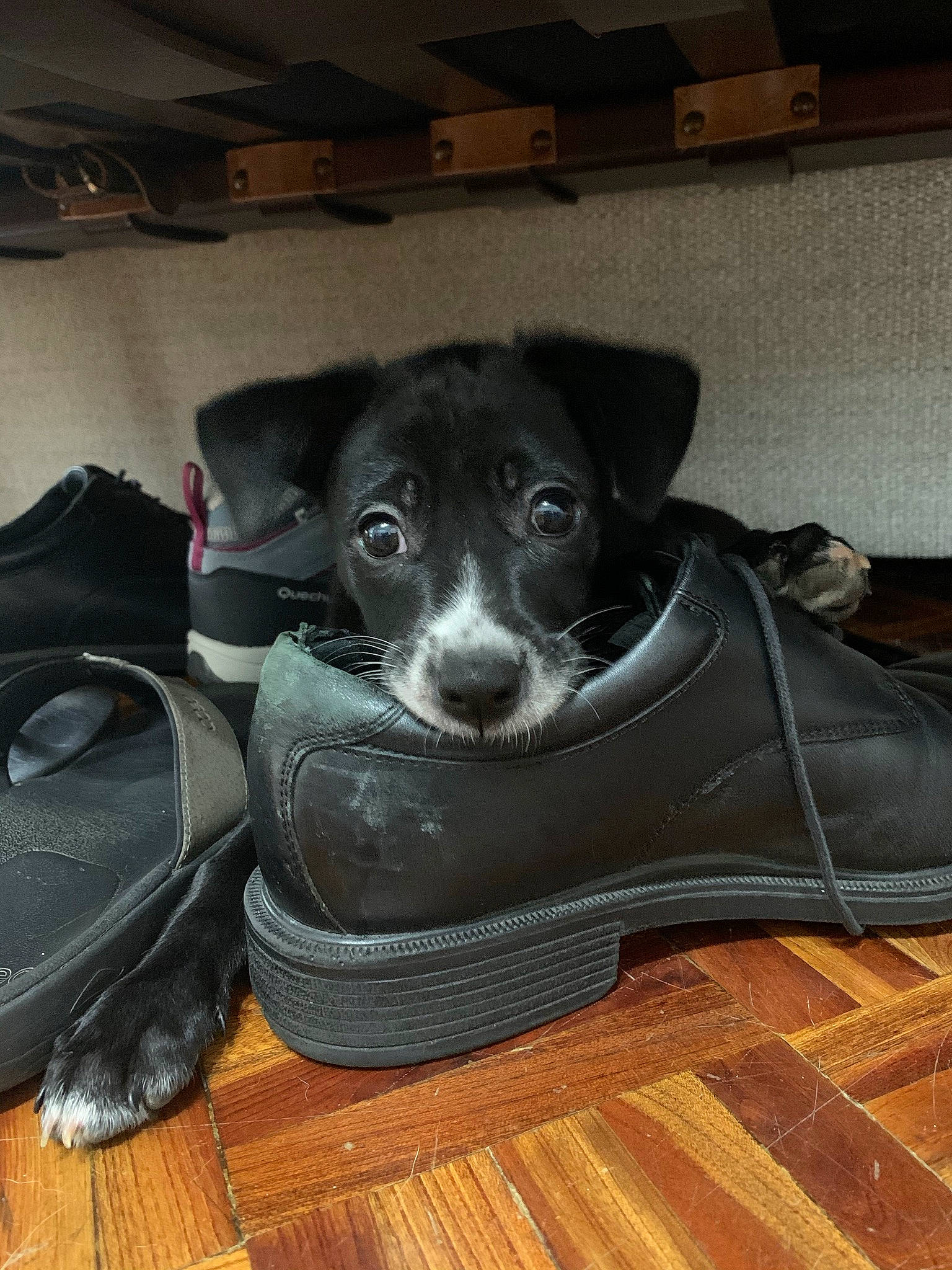 Kaia joined the competition — help win amazing prizes! carnivore, comfort, companion_dog, dog, dog_breed, dog_collar, fawn, floor, flooring, hardwood, laminate_flooring, outdoor_shoe, paw, personal_protective_equipment, sporting_group, walking_shoe, whiskers, wood, wood_flooring, working_animal