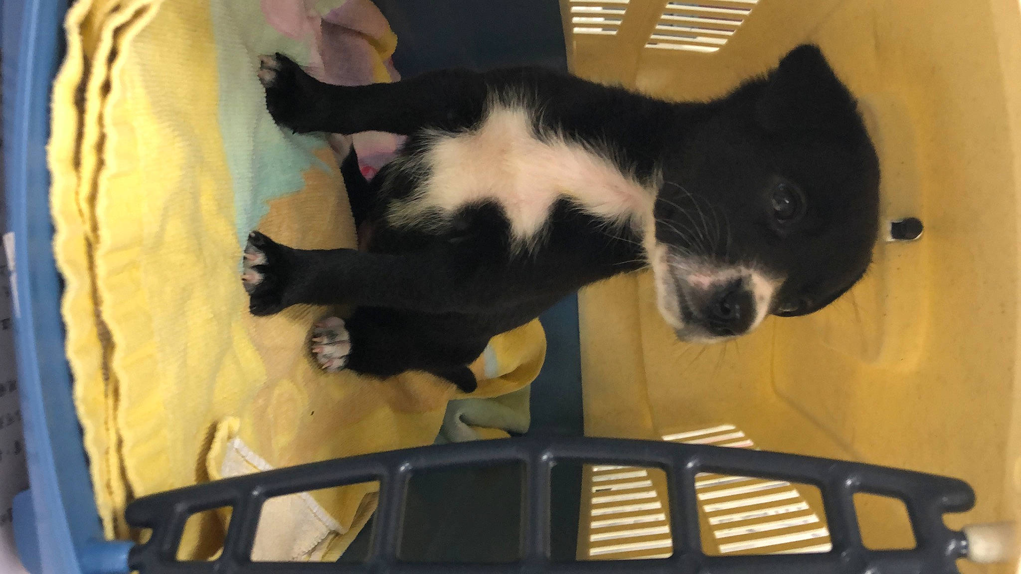 Kaia is registered to the contest to win money with this photo: auto_part, automotive_exterior, automotive_window_part, canidae, carnivore, cat, dog_breed, domestic_short_haired_cat, felidae, fur, hood, motor_vehicle, small_to_medium_sized_cats, snout, sporting_group, tail, terrestrial_animal, vertebrate, whiskers, windshield