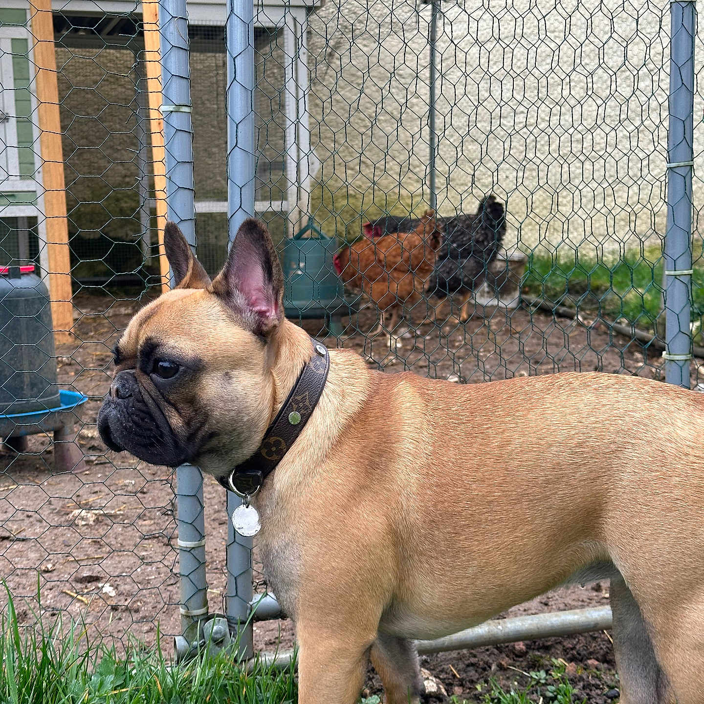 Vayah participe au concours pour gagner de l'argent avec cette photo : animal, backyard, bird, boxer, bulldog, canine, chicken, den, dog, doghouse, fowl, frenchbulldog, indoors, kennel, nature, outdoors, pet, poultry, puppy, yard