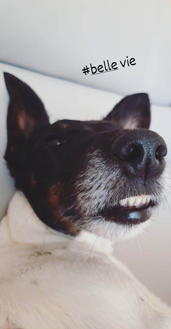 Ilou participe au concours pour gagner de l'argent avec cette photo : canidae, carnivore, comfort, companion_dog, dog, dog_breed, ear, font, foot, fur, liver, mammal, non_sporting_group, paw, snout, sporting_group, terrestrial_animal, whiskers, working_animal