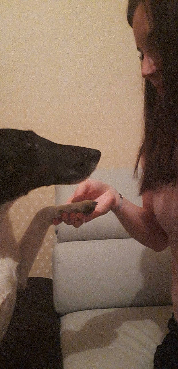 Ilou a rejoint le concours — aidez-le/la à gagner de superbes lots ! comfort, companion_dog, dog, dog_breed, formal_wear, fun, fur, gesture, guard_dog, happy, human_leg, linens, nail, neck, sitting, sleeve