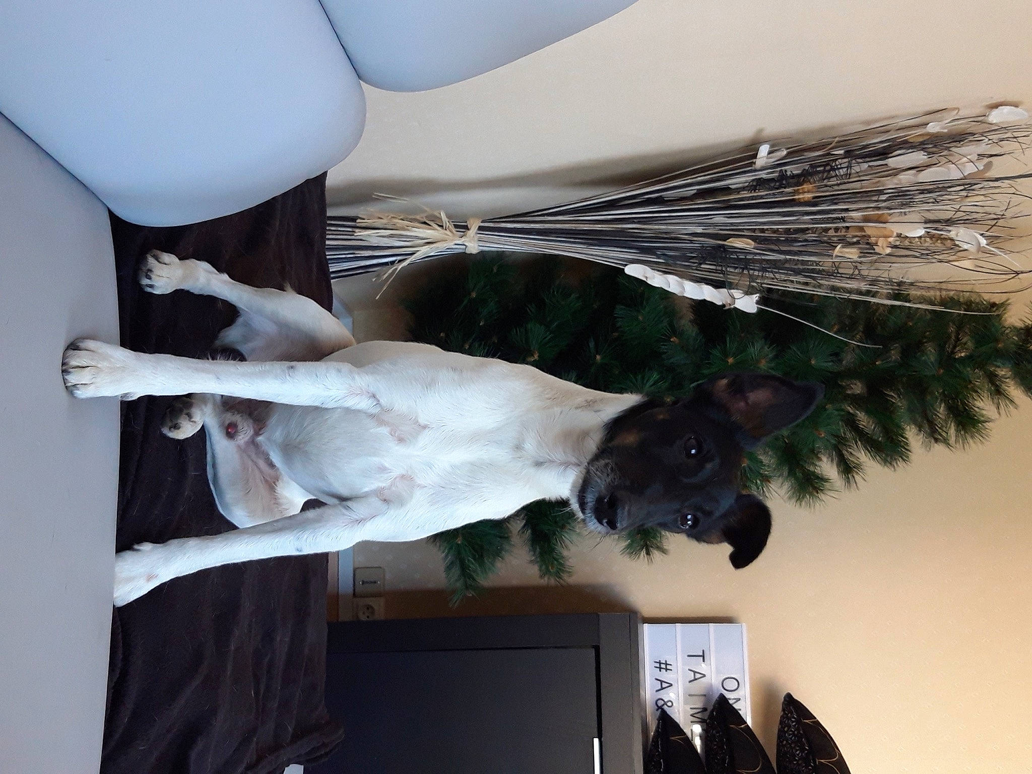 Ilou a rejoint le concours — aidez-le/la à gagner de superbes lots ! art, automotive_design, bridal_accessory, ceiling, curtain, dress, event, feather, formal_wear, fur, gesture, linens, room, table, tail, textile, tree, wedding_ceremony_supply, wedding_dress, wing