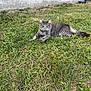 Luna is registered to the contest to win money with this photo: cat, gray_tabby, grass, outdoor, animal, pet, feline, relaxed, lying_down, nature, green, whiskers, tail, ears, eyes, wall, background, sunlight, daytime, urban