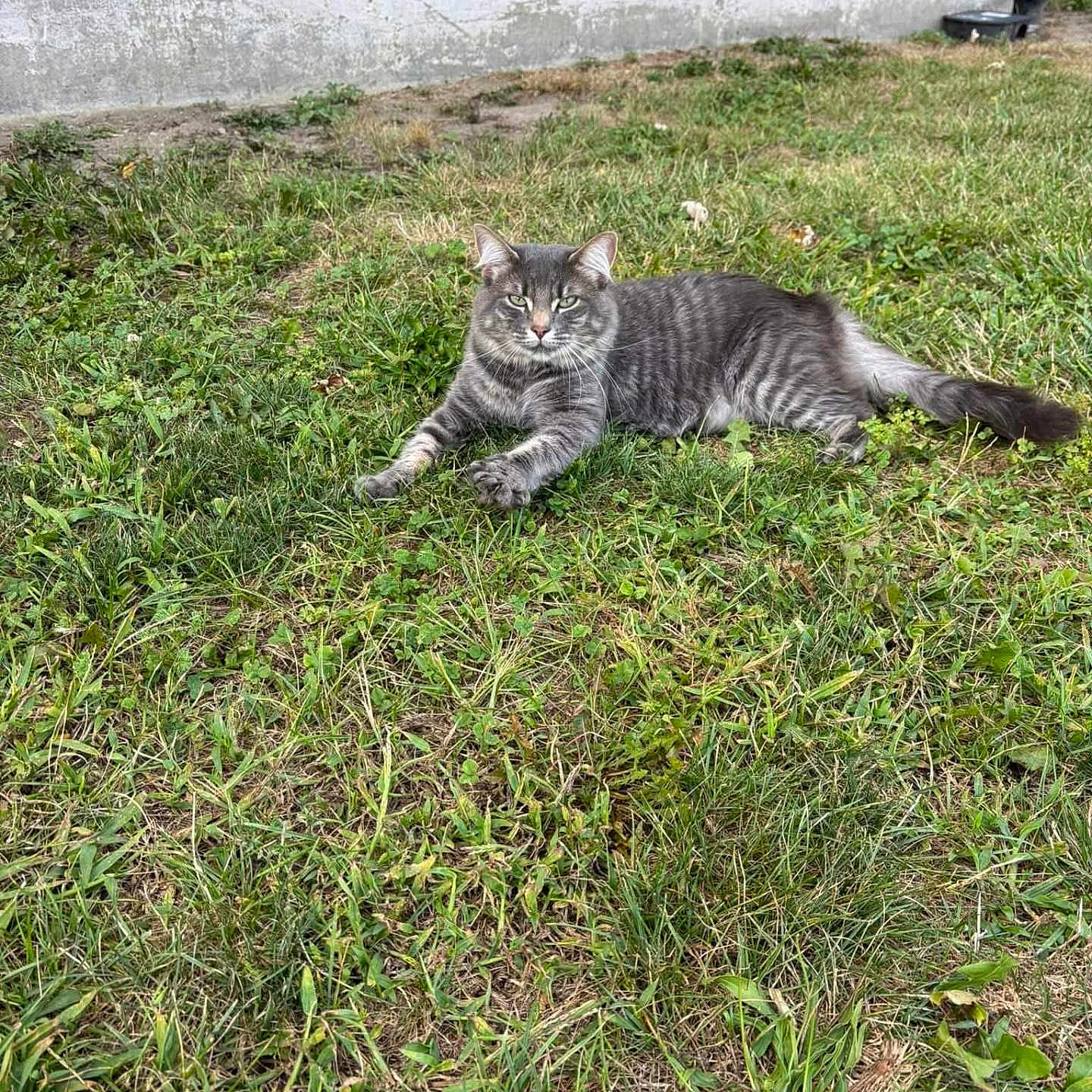 Luna is registered to the contest to win money with this photo: animal, background, cat, daytime, ears, eyes, feline, grass, gray_tabby, green, lying_down, nature, outdoor, pet, relaxed, sunlight, tail, urban, wall, whiskers