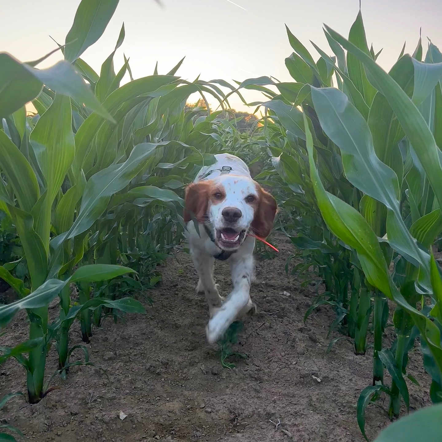 Tyloo a rejoint le concours — aidez-le/la à gagner de superbes lots ! agriculture, animal, canine, cornfield, daylight, dog, ears, field, greenery, happy, motion, nature, outdoor, path, pet, plants, playful, running, soil, sunset