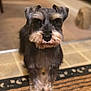 Lucky joined the competition — help win amazing prizes! dog, schnauzer, pet, portrait, closeup, indoor, tiled_floor, doormat, rug, fur, whiskers, eyes, nose, paws, collar, beard, blurred_background, hallway, home_interior, looking_at_camera