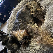 Lucky is registered to the contest to win money with this photo: bed, blanket, canine, close_up, cozy, curled_up, dog, fur, furniture, indoor, living_room, nose, paw, pet, plush_bed, portrait, relaxed, sleeping, soft_texture, whiskers