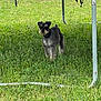 Lucky joined the competition — help win amazing prizes! dog, schnauzer, pet, grass, trampoline, metal_frame, yard, outdoor, collar, id_tag, standing, beard, fur, looking_at_camera, green, lawn, small_flower, shadow, playful, cute