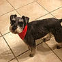 dog, schnauzer, red_bandana, tile_floor, indoor, pet, small_dog, groomed, fur, whiskers, eyes, ears, paws, standing, looking_up, portrait, floor_tiles, gray_fur, cute, shadow