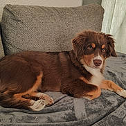 Arry a rejoint le concours — aidez-le/la à gagner de superbes lots ! dog, brown_dog, pet, canine, couch, blanket, indoor, relaxed, fur, laying_down, looking_at_camera, cozy, domestic_animal, home, curtains, soft_light, comfort, resting, animal, portrait