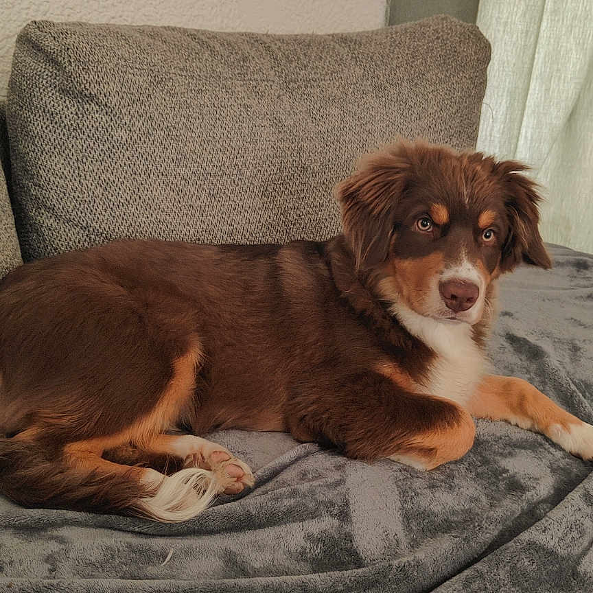 Arry a rejoint le concours — aidez-le/la à gagner de superbes lots ! animal, blanket, brown_dog, canine, comfort, couch, cozy, curtains, dog, domestic_animal, fur, home, indoor, laying_down, looking_at_camera, pet, portrait, relaxed, resting, soft_light