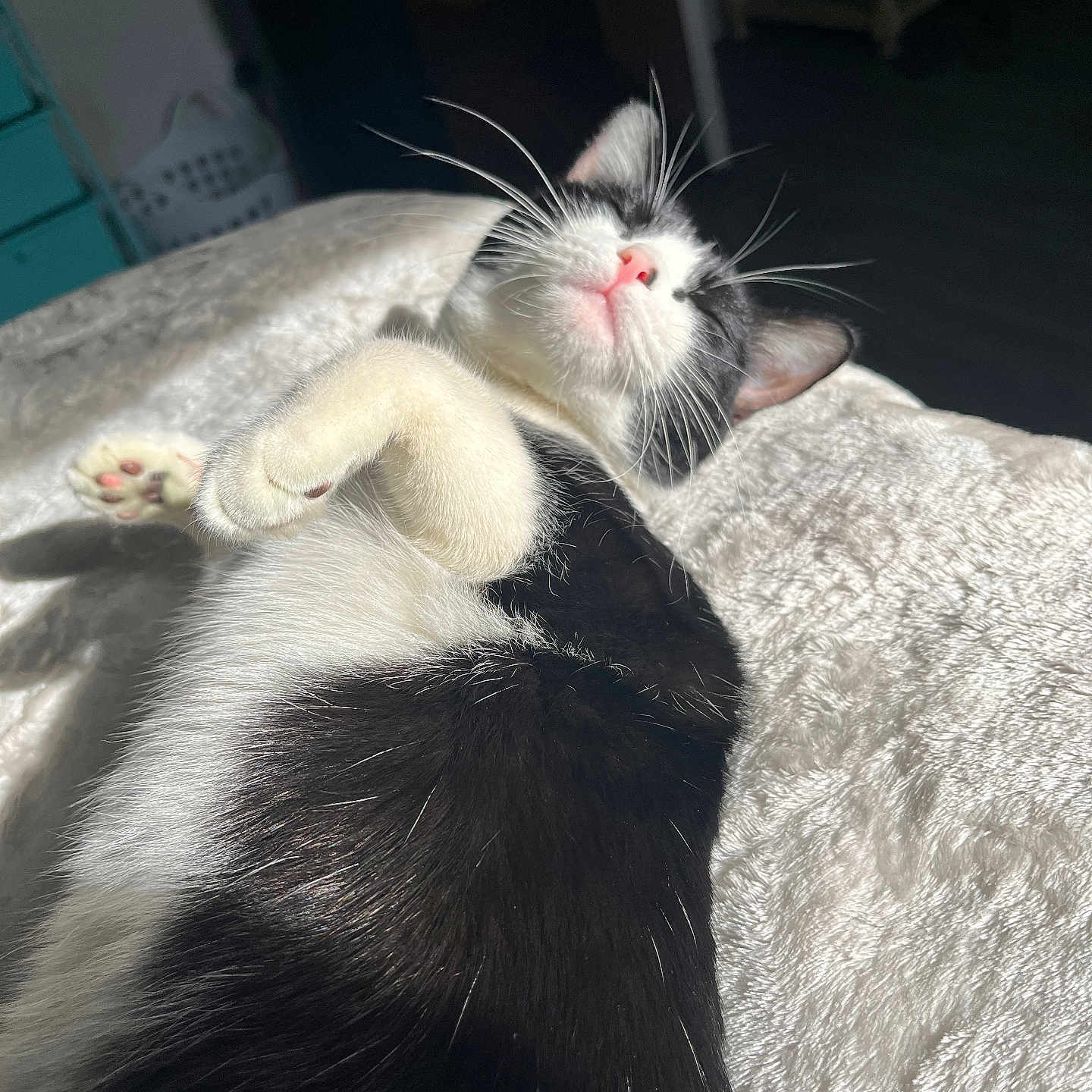 Mittens joined the competition — help win amazing prizes! abyssinian, angora, animal, blanket, bodypart, cat, couch, electronics, furniture, hardware, hardwood, kitten, manx, mouth, person, pet, siamese, sleeping, wood