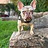 Tokyo is registered to the contest to win money with this photo: french_bulldog, dog, pet, outdoor, tree_stump, greenery, grass, park, animal, ears, portrait, close_up, canine, mammal, nature, focus, standing, collar, expression, daylight