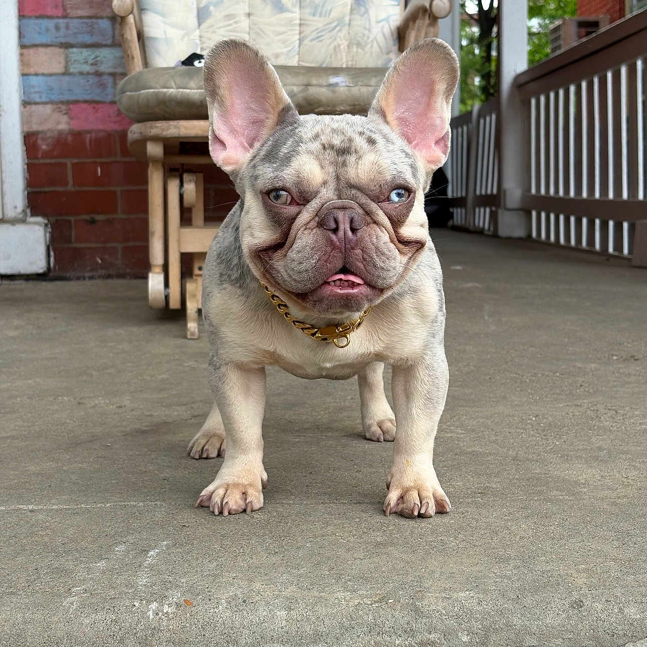 Tokyo joined the competition — help win amazing prizes! french_bulldog, dog, porch, rocking_chair, brick_wall, concrete_floor, gold_chain, pet, animal, canine, outdoor, cute, standing, ears, expression, collar, home, furniture, daylight, background