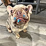 dog, french_bulldog, paint, blue_paint, snout, floor, indoor, pet, animal, curious, wide_eyes, tattoo, human_leg, furniture, wooden_floor, small_dog, close_up, cute, looking_up, puppy