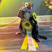 Tokyo is registered to the contest to win money with this photo: dog, french_bulldog, award_ribbons, indoor, wooden_floor, light_rainbow, flower_bouquet, wall, power_outlet, pet, pet_award, decor, animal, sitting, portrait, colorful, ribbon, proud, cute, pet_competition