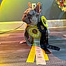 dog, french_bulldog, award_ribbons, indoor, wooden_floor, light_rainbow, flower_bouquet, wall, power_outlet, pet, pet_award, decor, animal, sitting, portrait, colorful, ribbon, proud, cute, pet_competition
