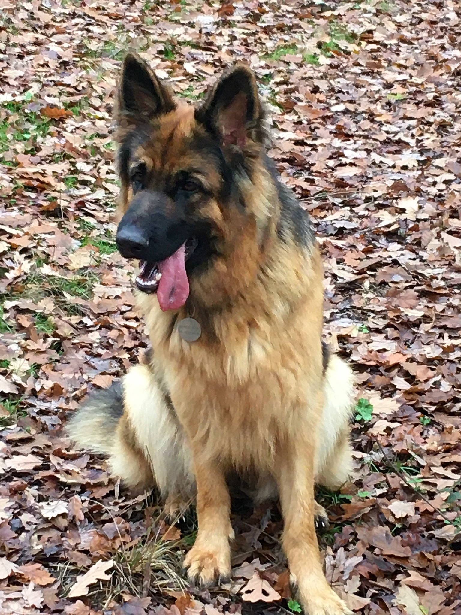 Sia a rejoint le concours — aidez-le/la à gagner de superbes lots ! ancient_dog_breeds, canidae, carnivore, companion_dog, dog, dog_breed, east_european_shepherd, fawn, german_shepherd_dog, herding_dog, king_shepherd, old_german_shepherd_dog, snout, sporting_group, terrestrial_animal, tervuren, working_dog