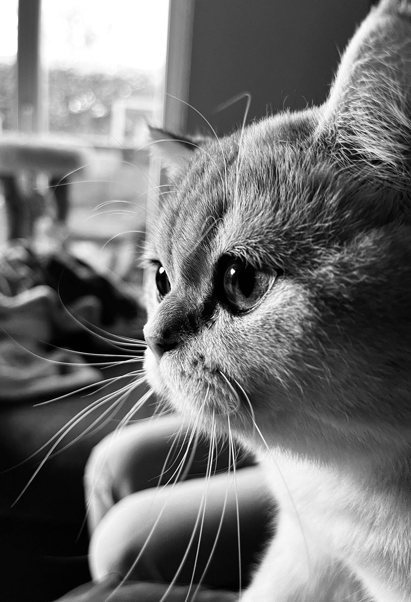 Chanelle a rejoint le concours — aidez-le/la à gagner de superbes lots ! black, black_and_white, carnivore, cat, close_up, ear, felidae, fur, line, mammal, monochrome, monochrome_photography, paw, photograph, small_to_medium_sized_cats, snapshot, snout, style, whiskers, window