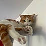 Picsou participe au concours pour gagner de l'argent avec cette photo : cat, orange_and_white, paws, cat_tree, indoor, relaxed, pet, feline, whiskers, ears, pink_paw_pads, shadow, fur, resting, close_up, animal, cute, domestic_cat, wall, soft_light