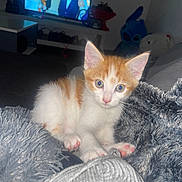 Picsou a rejoint le concours — aidez-le/la à gagner de superbes lots ! kitten, cat, orange_and_white, pet, indoor, blanket, cozy, cute, fur, whiskers, pink_nose, couch, television, plush_toy, living_room, soft_texture, curious, small, domestic_animal, feline
