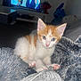 kitten, cat, orange_and_white, pet, indoor, blanket, cozy, cute, fur, whiskers, pink_nose, couch, television, plush_toy, living_room, soft_texture, curious, small, domestic_animal, feline
