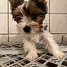 Chiquita is registered to the contest to win money with this photo: puppy, dog, pet, close_up, furry, ears, cute, animal, young, indoor, white, brown, black, fur, face, nose, paw, curious, tile_wall, patterned_surface