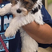 Chiquita joined the competition — help win amazing prizes! puppy, dog, person, hand, indoor, clothing, purse, fur, cute, pet, animal, holding, young_dog, face, ears, fur_texture, navy_shirt, pink_purse, curious, sleepy