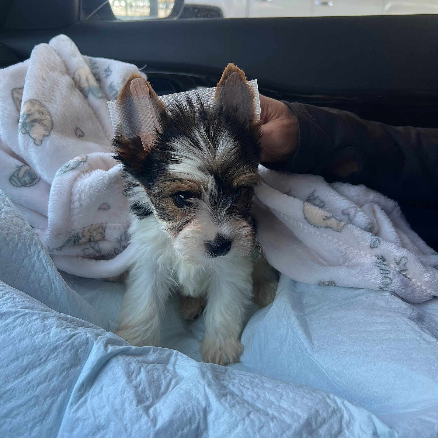 Chiquita