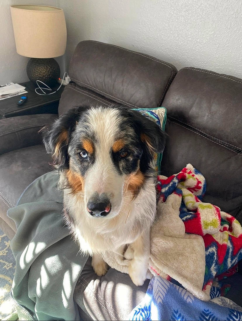 Waylon joined the competition — help win amazing prizes! canidae, carnivore, chair, comfort, companion_dog, couch, dog, dog_breed, dog_supply, flooring, fur, herding_dog, lamp, living_room, pillow, room, sporting_group, throw_pillow, working_animal, working_dog