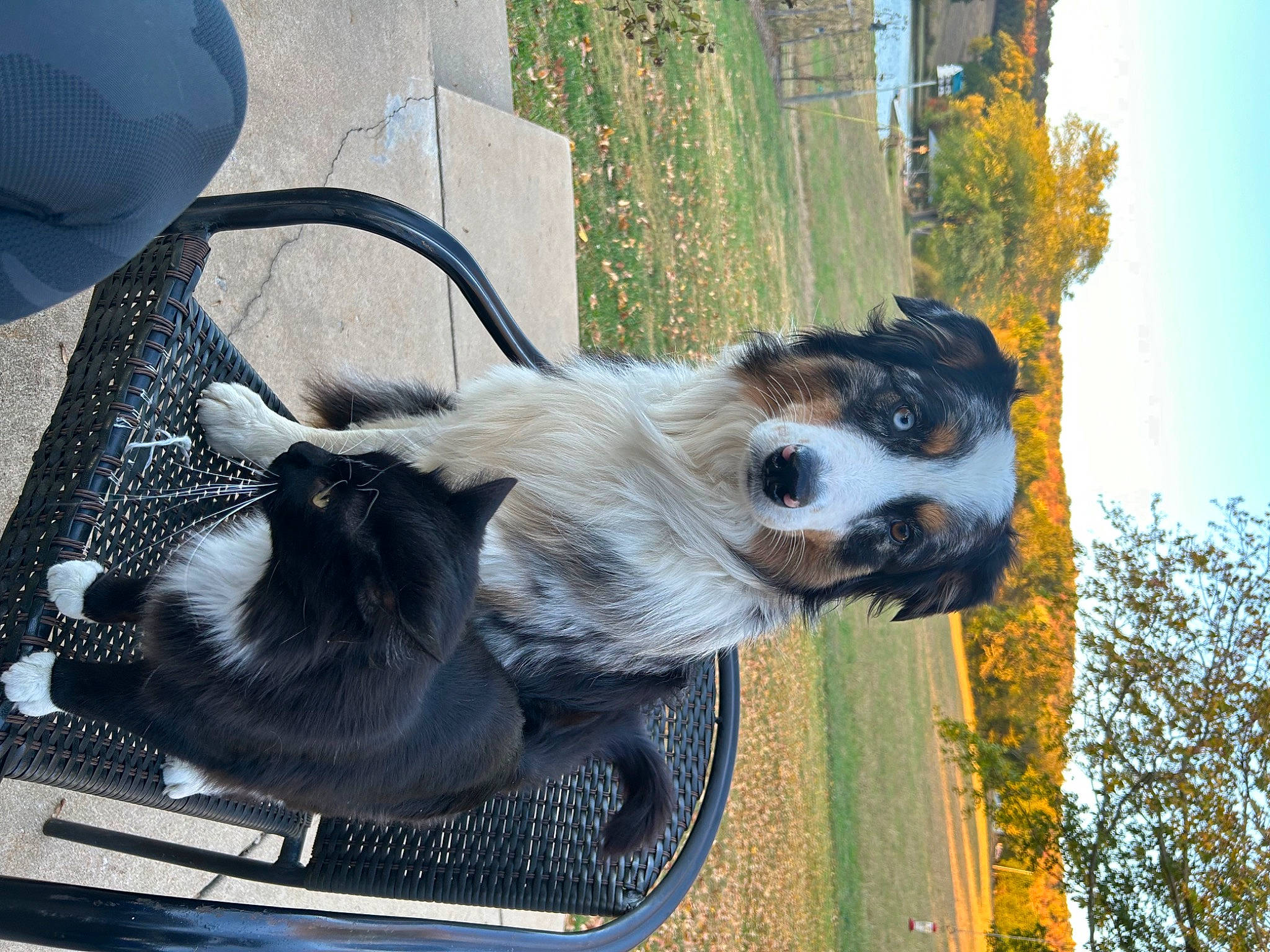 Waylon is registered to the contest to win money with this photo: automotive_exterior, canidae, carnivore, collar, companion_dog, dog, dog_breed, door, fawn, fur, grass, pet_supply, plant, sky, snout, sporting_group, tail, tree, vehicle_door, whiskers