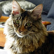 Rosa a rejoint le concours — aidez-le/la à gagner de superbes lots ! animal, cat, close_up, cozy, cushion, cute, domestic_cat, ears, feline, fluffy, fur, furniture, green_eyes, indoor, mammal, pet, portrait, soft_light, tabby, whiskers