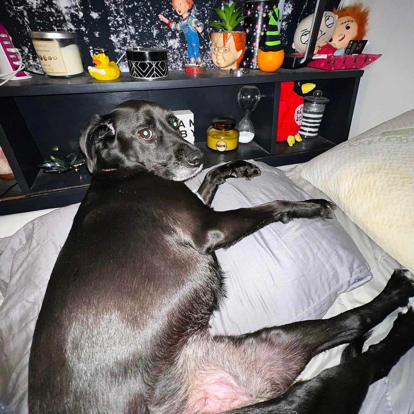 Raven joined the competition — help win amazing prizes! animal, baby, ball, bed, bedroom, canine, cushion, dog, face, furniture, head, homedecor, indoors, interiordesign, person, pet, plant, pottedplant, puppy, room