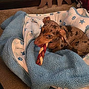 Bama joined the competition — help win amazing prizes! dog, puppy, dachshund, bed, blanket, chew_toy, carpet, indoor, cozy, patterned_bed, paw_prints, stars, brown, spotted, cute, pet, relaxed, resting, animal, furry