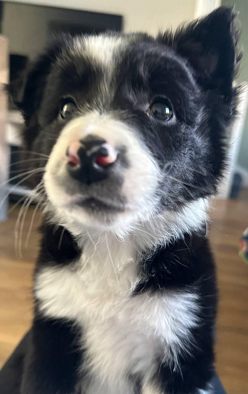 Alfie is registered to the contest to win money with this photo: ancient_dog_breeds, canidae, carnivore, companion_dog, dog, dog_breed, fur, herding_dog, monochrome_photography, non_sporting_group, snout, sporting_group, terrestrial_animal, whiskers, working_animal, working_dog