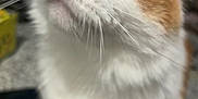 Shanti -Means Peace joined the competition — help win amazing prizes! cat, close_up, orange_and_white, whiskers, pink_nose, curious, pet, indoor, feline, animal, soft_focus, eyes, face, fur, domestic, looking_up, cute, portrait, closeup