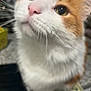 cat, close_up, orange_and_white, whiskers, pink_nose, curious, pet, indoor, feline, animal, soft_focus, eyes, face, fur, domestic, looking_up, cute, portrait, closeup