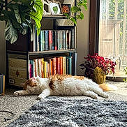 Shanti -Means Peace joined the competition — help win amazing prizes! cat, sleeping, carpet, bookshelf, books, plant, sunlight, indoor, window, potted_plant, orange_and_white_cat, relaxing, cozy, home_interior, floor, rug, decor, furniture, nature, daylight