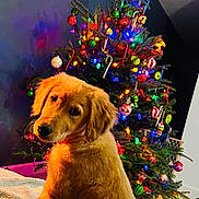 Miley is registered to the contest to win money with this photo: dog, golden_retriever, puppy, christmas_tree, holiday, decorations, ornaments, lights, santa_hat, indoor, festive, cute, pet, canine, fur, christmas, tree, holiday_lights, seasonal, celebration