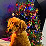 dog, golden_retriever, puppy, christmas_tree, holiday, decorations, ornaments, lights, santa_hat, indoor, festive, cute, pet, canine, fur, christmas, tree, holiday_lights, seasonal, celebration