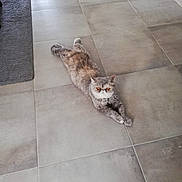 Savana participe au concours pour gagner de l'argent avec cette photo : cat, orange_eyes, feline, indoor, floor, tile_floor, carpet, pet, animal, relaxed, stretching, fur, whiskers, cute, domestic_cat, looking_at_camera, gray_cat, fluffy, laying_down, home