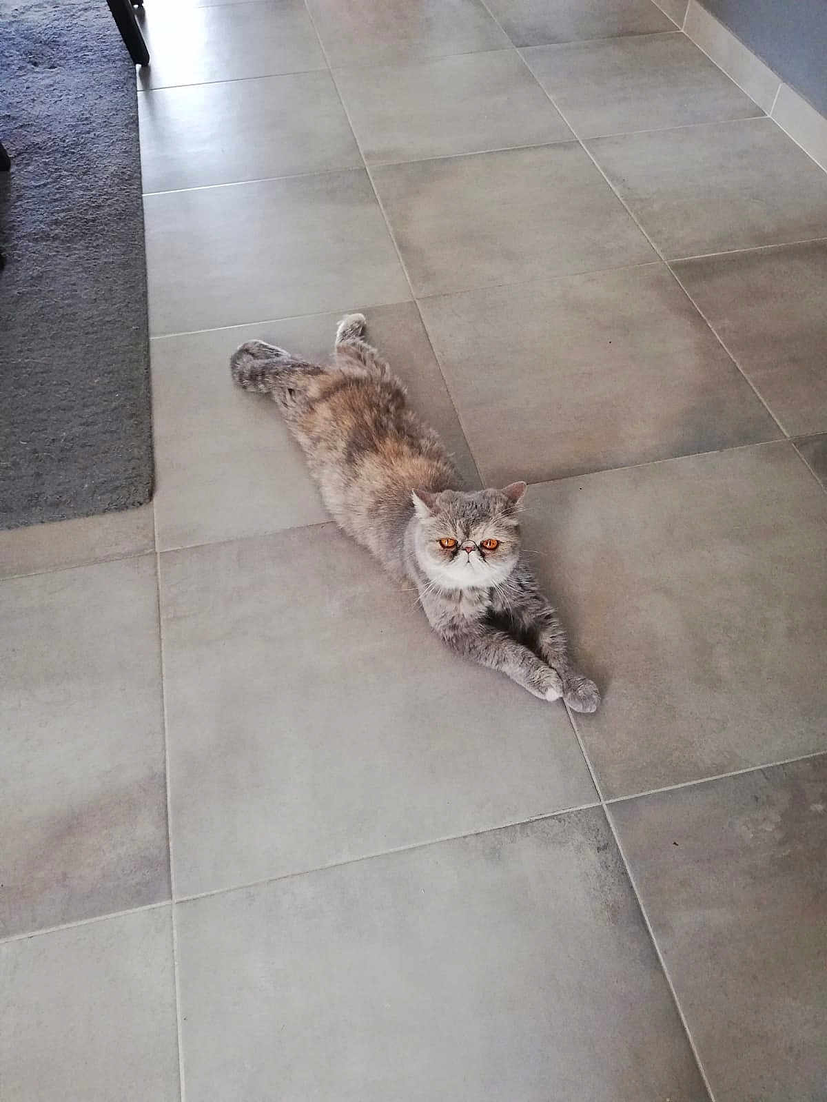 Savana participe au concours pour gagner de l'argent avec cette photo : cat, orange_eyes, feline, indoor, floor, tile_floor, carpet, pet, animal, relaxed, stretching, fur, whiskers, cute, domestic_cat, looking_at_camera, gray_cat, fluffy, laying_down, home