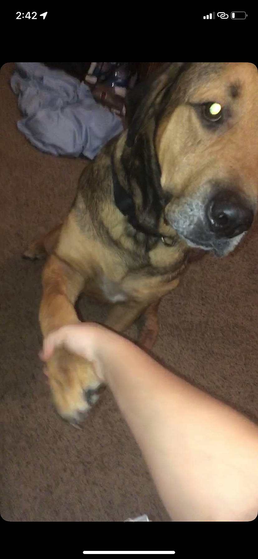 Duke is registered to the contest to win money with this photo: ancient_dog_breeds, carnivore, companion_dog, dog, dog_breed, dog_collar, fawn, flooring, fur, guard_dog, liver, paw, puppy, tail, whiskers, wood, working_animal, working_dog