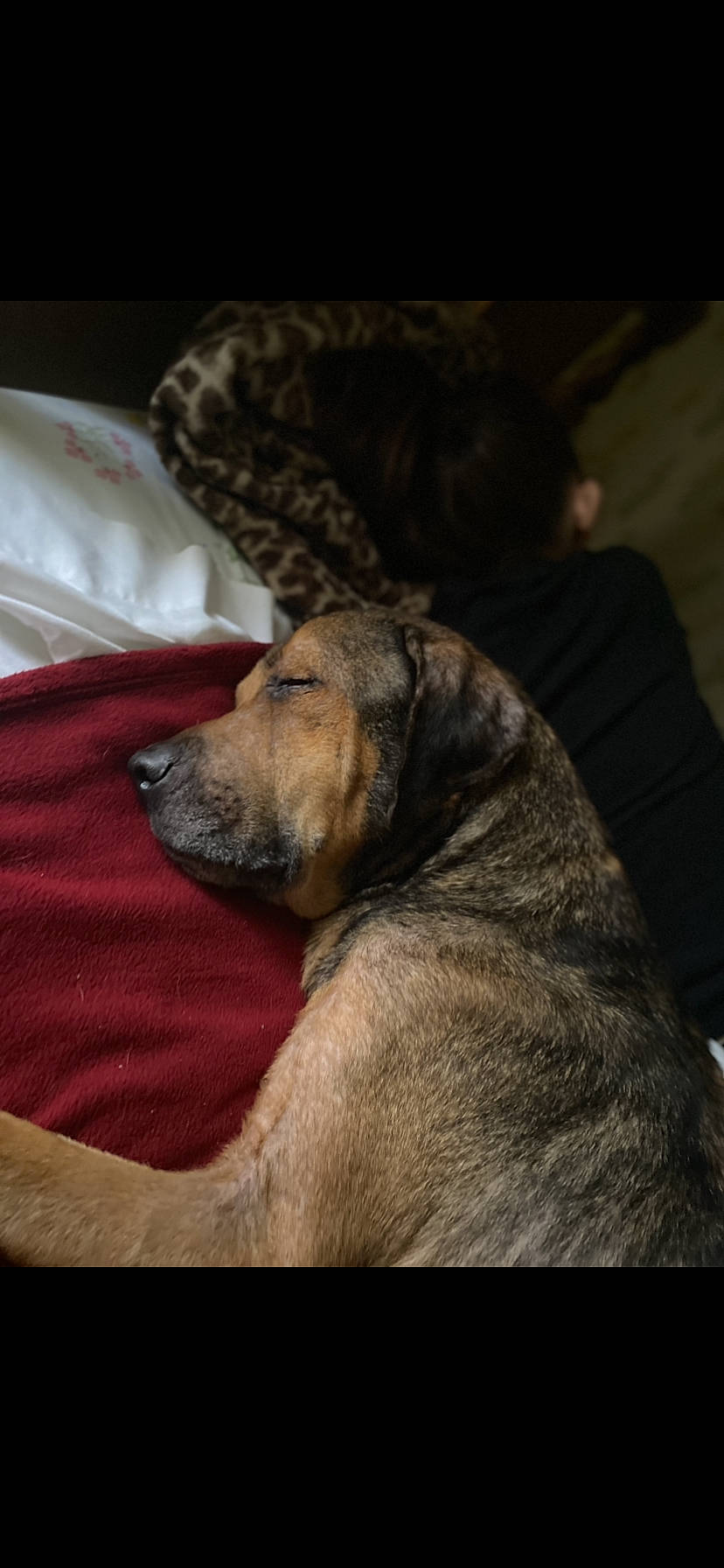 Duke is registered to the contest to win money with this photo: canidae, carnivore, comfort, companion_dog, darkness, dog, dog_breed, fawn, fur, guard_dog, linens, nap, paw, puppy, snout, sporting_group, terrestrial_animal, whiskers, wildlife, working_dog