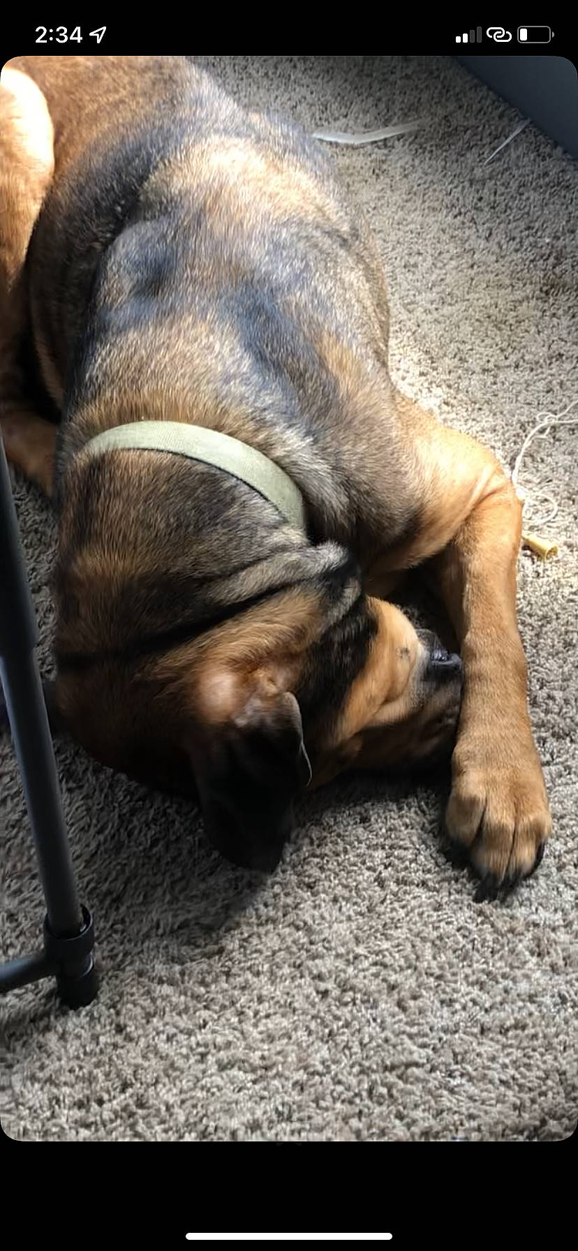 Duke joined the competition — help win amazing prizes! canidae, carnivore, claw, comfort, companion_dog, dog, dog_breed, ear, fawn, fur, human_leg, liver, paw, snout, sporting_group, terrestrial_animal, whiskers, wildlife, working_animal, wrinkle