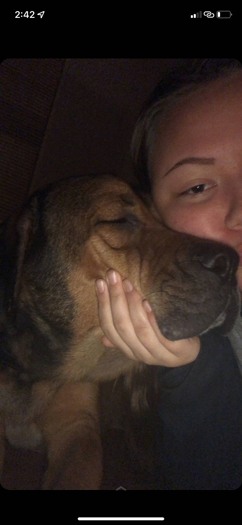 Duke is registered to the contest to win money with this photo: canidae, carnivore, dog, dog_breed, ear, eyelash, fawn, flash_photography, gesture, happy, jaw, mouth, nose, skin, smile, snout, sporting_group, whiskers, working_animal, wrinkle