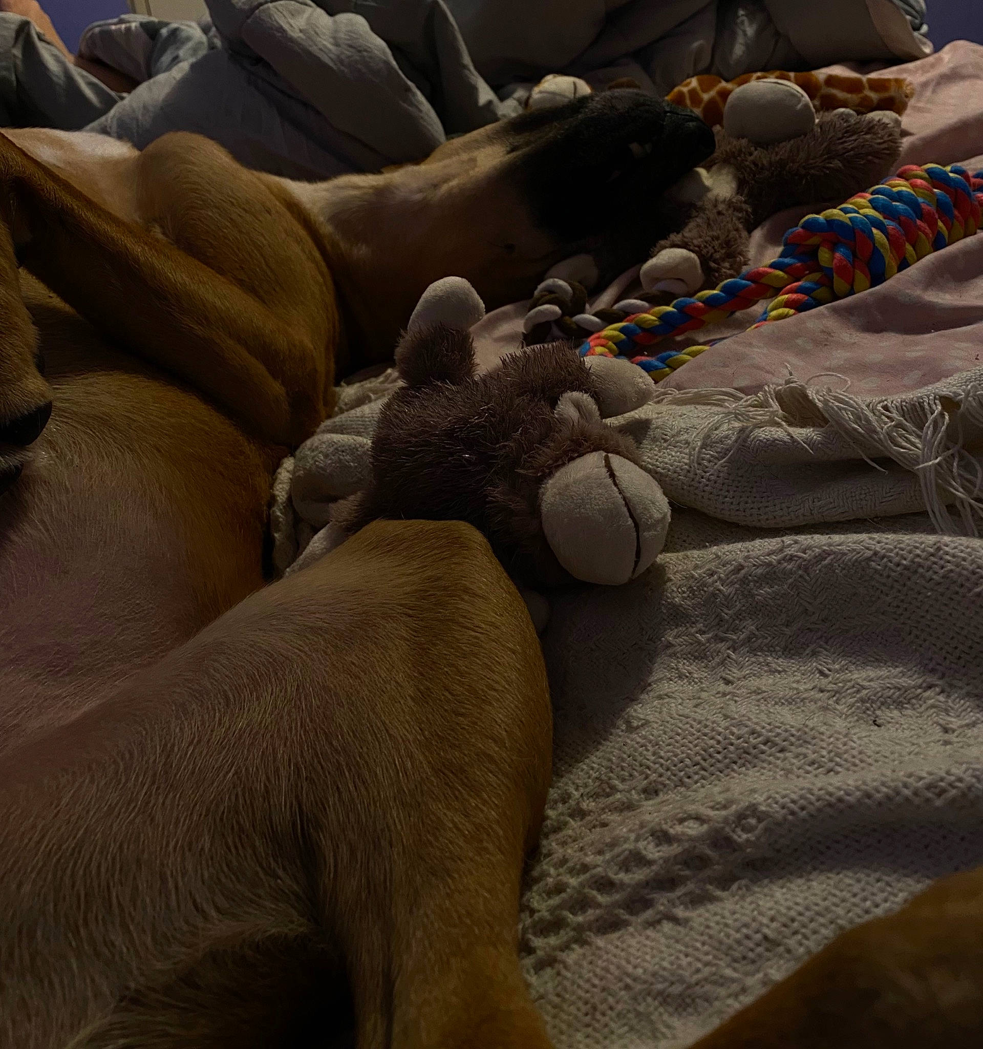 Marlow is registered to the contest to win money with this photo: bed, bed_sheet, bedding, bedrock, comfort, fur, grey, human_leg, landscape, linens, marine_mammal, rock, room, sand, stuffed_toy, textile, toy, tree, wildlife, wood