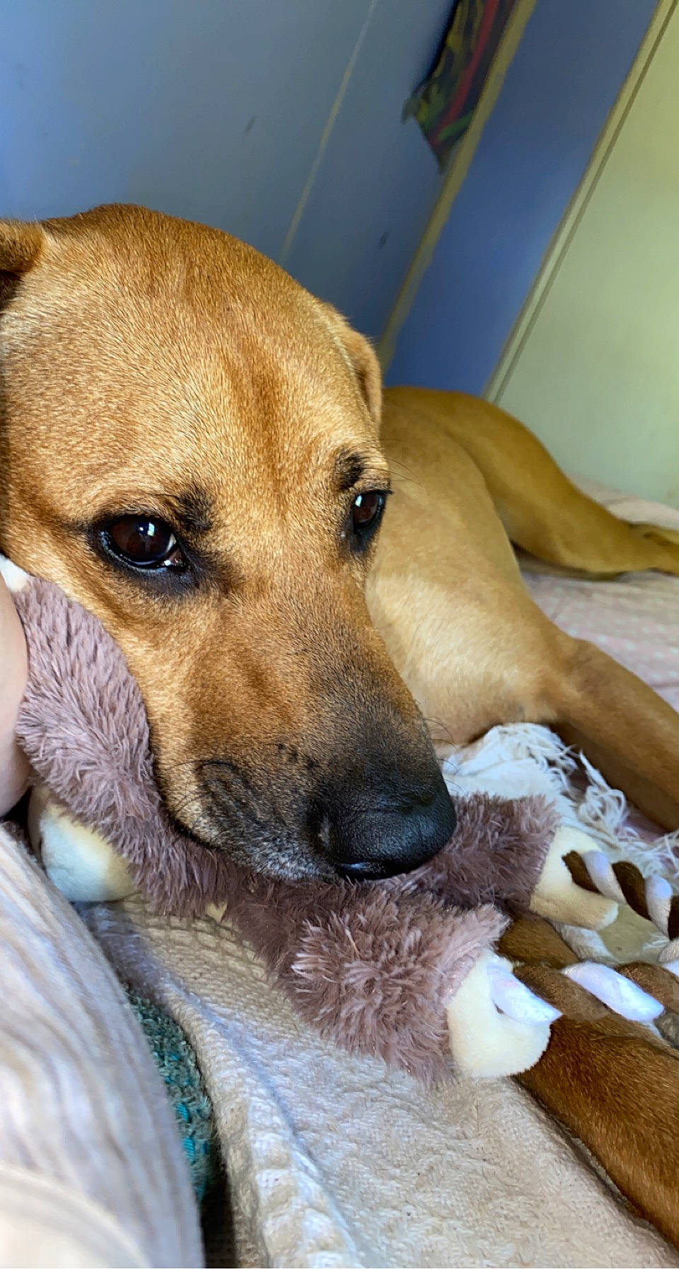 Marlow is registered to the contest to win money with this photo: canidae, carnivore, comfort, companion_dog, dog, dog_breed, ear, fawn, fur, non_sporting_group, paw, puppy, sporting_group, street_dog, terrestrial_animal, vertebrate, whiskers