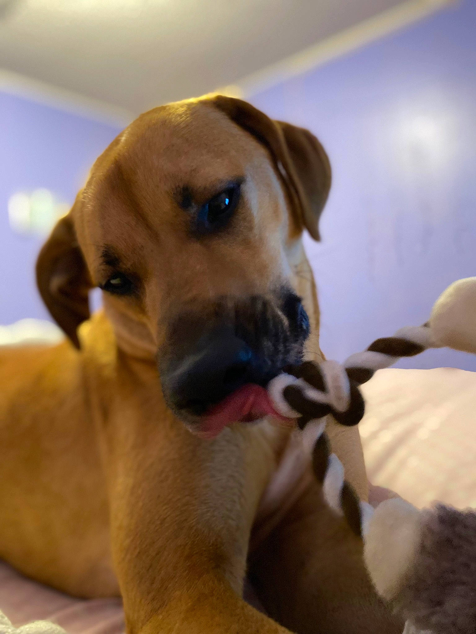 Marlow is registered to the contest to win money with this photo: canidae, carnivore, collar, comfort, companion_dog, dog, dog_breed, dog_collar, dog_supply, ear, fawn, fur, guard_dog, paw, pet_supply, snout, sporting_group, whiskers, working_animal, working_dog